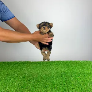 Yorkshire Terrier - Amina