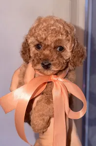 Той-пудель - Riella Royal Legend Of The Kanis