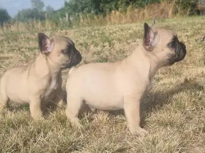 Bulldog francese - Hulk