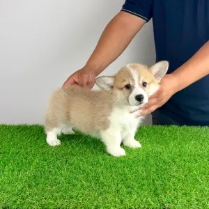 Corgi galez Pembroke - Dini