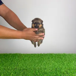 Pomeranian - Pando