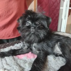Affenpinscher - Grisha