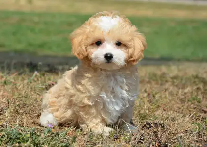 Maltipoo - Pajti