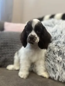 Amerikai cocker spániel - Churro Of Your Brilliand Diamond