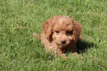 Goldendoodle - Marie