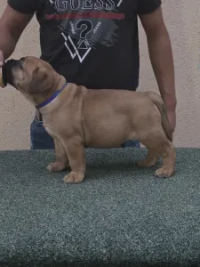 Bullmastiff - Cozia