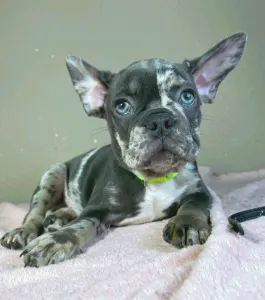 Bulldog francese - Rick