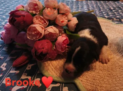 Border Collie - Brooke