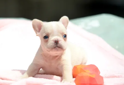 French Bulldog - Elke