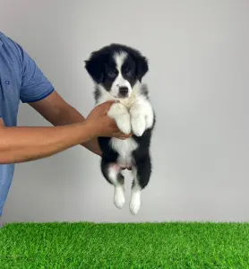 Australian Shepherd - Volly