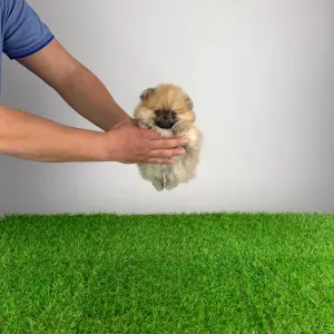 Szpic miniaturowy - Wenka