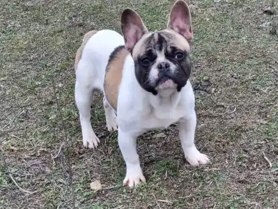 Bulldog francez - Igor "folti"