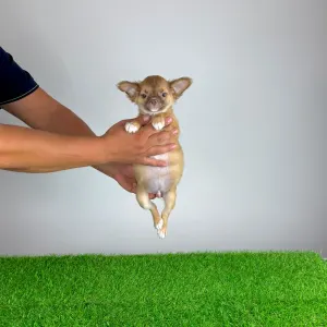Chihuahua - Kilo