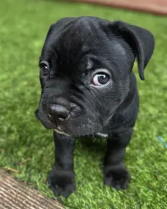 l'American Bully - Standard - Marionberry