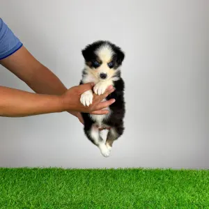 Australian Shepherd - Guru