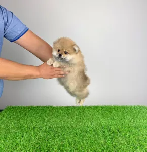 German Pomeranian Spitz - Orino