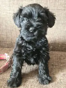 Miniature Schnauzer - Black Hiara