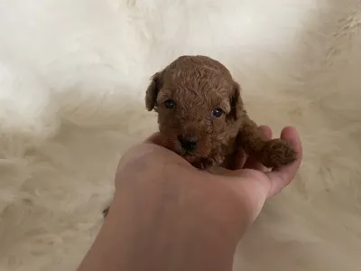 Poodle Miniature - Pandora