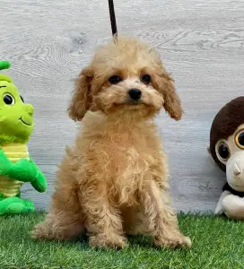 Cavapoo - Ellie ( Toy Size )