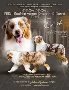 Australian Shepherd - Budnat Aussies
