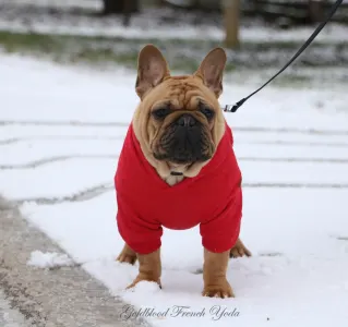 French Bulldog - Yoda