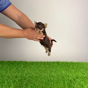 Yorkshire Terrier - Menos