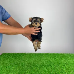 Yorkshire Terrier - Wolke