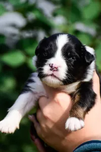 Berger australien - Winstead New Beginnings Ahead