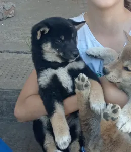 Shiba - Scamp Crowd Freyja