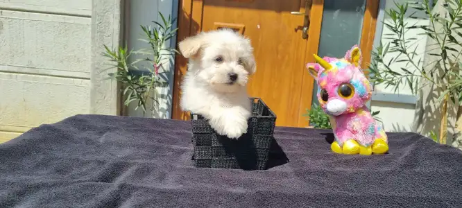 Maltipoo - Hope