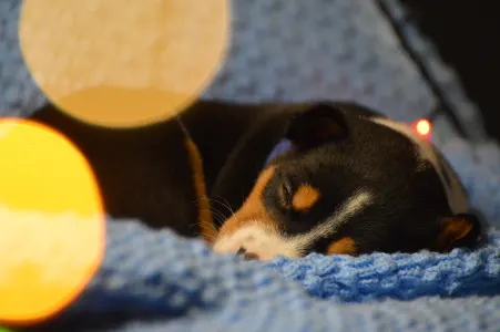 Basenji - Lucky Alien