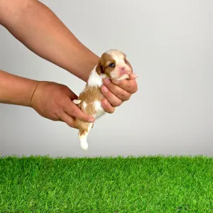 Кавалер кинг-чарльз-спаниель - Kyrill