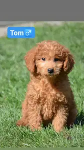 Goldendoodle - Tom
