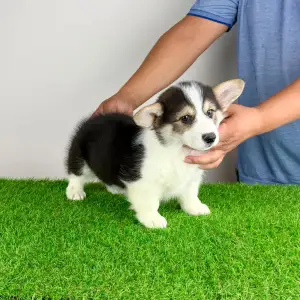 Welsh Corgi Pembroke - Benetton