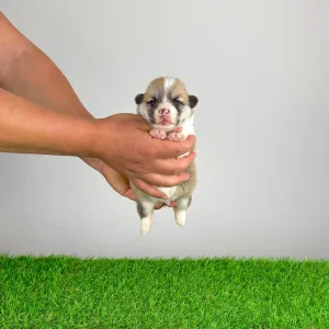 Welsh Corgi Pembroke - Zuro