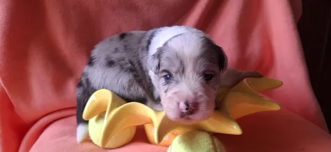 Border Collie - Frenklin