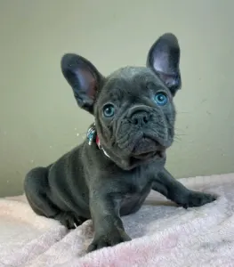 Francia bulldog - Joe