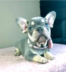 Francia bulldog - Kira