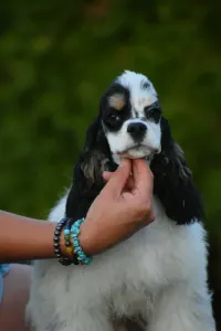 American Cocker Spaniel - English Levander