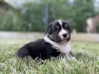 Australian Shepherd - Honour For The Brave Aspen
