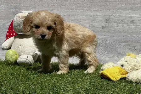 Cavapoo - Ecco
