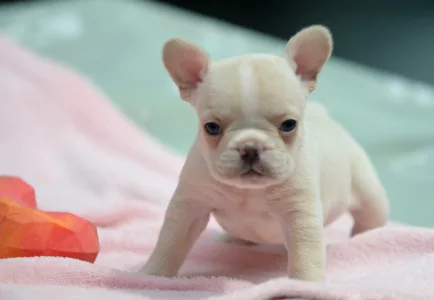 French Bulldog - Elke