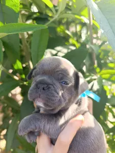Francia bulldog - Nico