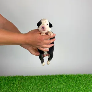 Australian Shepherd - Gamma