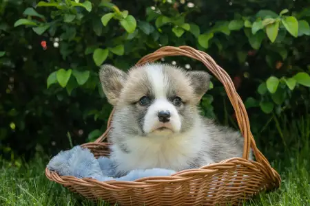 Pembroke Welsh Corgi - Gingers Heritage Prince Aviator