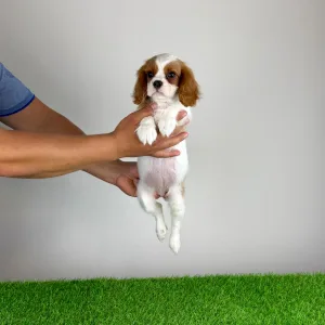 Cavalier King Charles Spaniel - Zelina