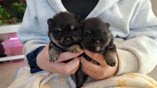 German Pomeranian Spitz - Ashen 