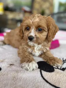 Cavapoo - Folti
