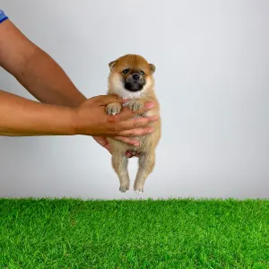 Shiba - Subaru
