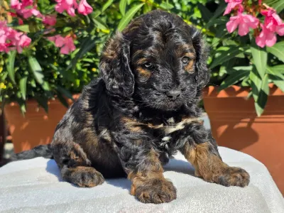 Cavapoo - Anakin